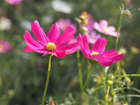 Pink Sulfur Cosmos, Mexican Aster flowers are blooming beautifully in the garden, blurred of nature backgroundの写真素材