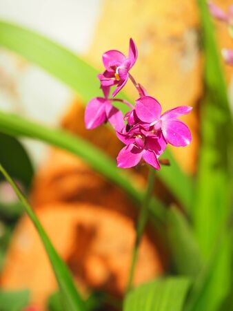 Dendrobium, violet Orchid purple little flower beautiful bouquet on blurred of backgroundの写真素材