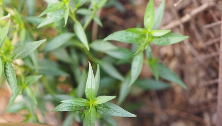 King of bitters The scientific name Andrographis paniculata Burm, Wall. Ex Nees, Fah Talai, Thai...
