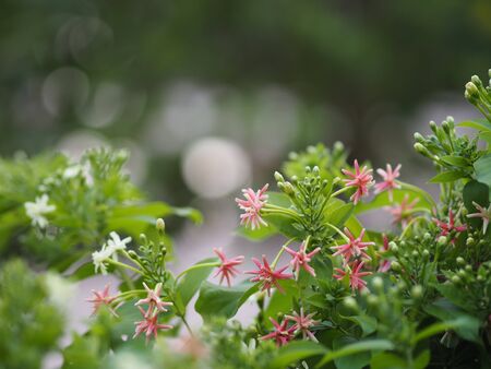 Rangoon Creeper, Chinese honey Suckle, Drunen sailor, Combretum indicum DeFilipps name pink and...