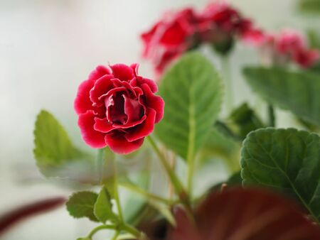 Red flower African Violet, SaintpauliasIssued, Gesneriaceae flower into a tight cluster around the tree, round, heart-shaped or oval, serrated edge or toothed, rounded, thick plump leaves, smooth or twisted. The leaves are light green to dark green. The coat is short, soft, covered all over the leafの写真素材