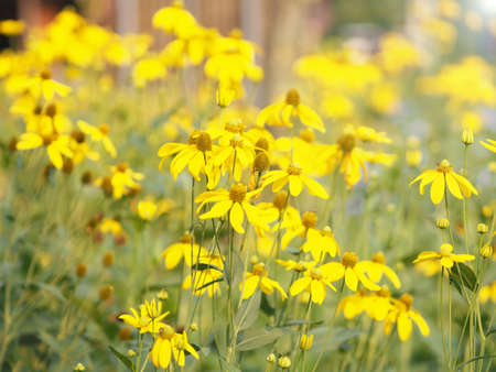 Cosmos flower springtime in garden, yellow color on blurred of nature background