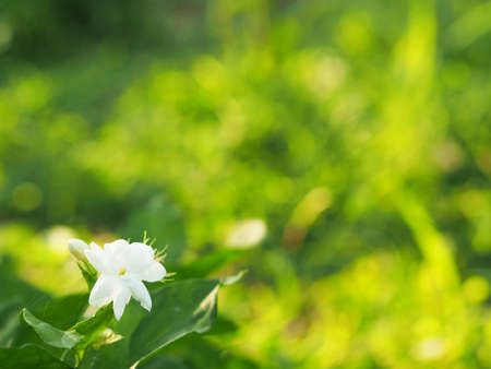 Jasmine blooming in the garden white flower on blurred of nature background, space for writing Mother's Day postcard messagesの写真素材