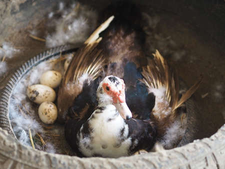 Duck Anatidae animal have body hair color mouth is flat and has a red crest ducking eggsの写真素材