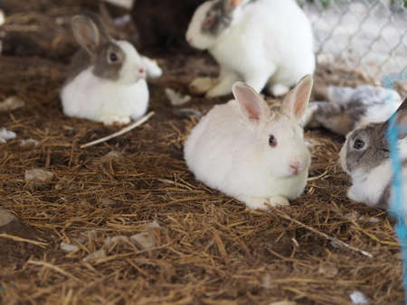 four white rabbits lying on a straw