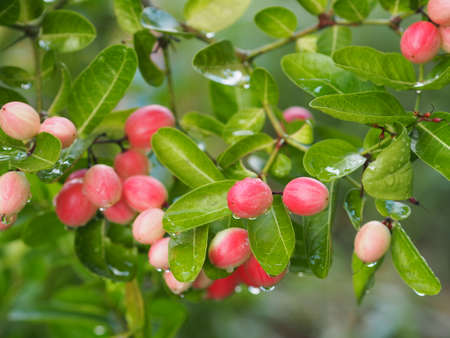 Red fruit Rain drops on Bengal Currant, Karanda Carunda Christ's thorn fruit blooming in garden...