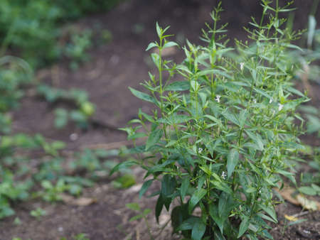 King of bitters scientific name Andrographis paniculata Burm, Wall. Ex Nees, Fah Talai jhon, Thai herbs relieve sore throat, reduce fever, heat up the cold green leaves vegetable natureの写真素材