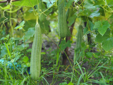 luffa acutangular, Cucurbitaceae green vegetable fresh in garden on nature backgroundの写真素材