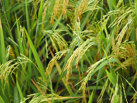 Spike green paddy rice in the field plant, Jasmine rice on blurred of nature background