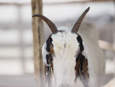 goat have white to brown fur standing in farm, mammal animal