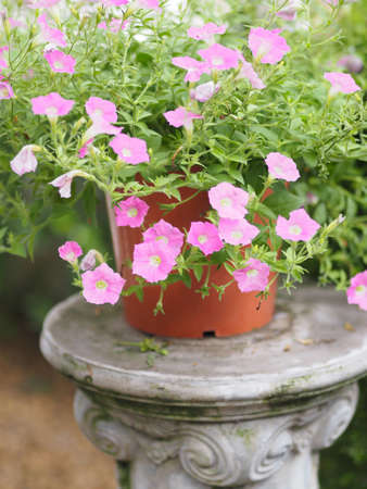 Petunia Easy wave color pink flower booming in garden beautiful on blurred of nature backgroundの写真素材