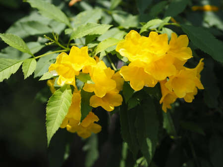 Yellow elder, Trumpetbush, trumpet flower name Scientific name Tecoma stans blooming in garden on...