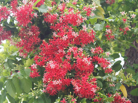 Rangoon Creeper, Chinese honey Suckle, Drunen sailor, Combretum indicum DeFilipps name red pink and white flower blooming in garden on blurred of nature backgroundの写真素材