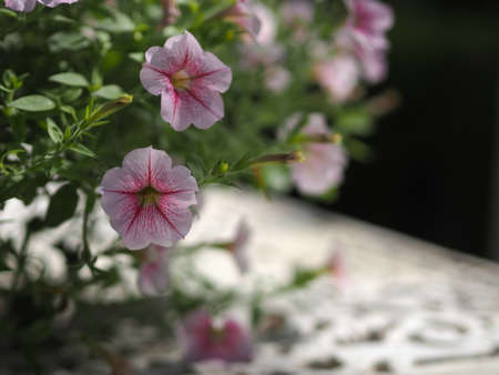 Petunia Easy wave color pink flower beautiful blooming in garden on blurred of nature background