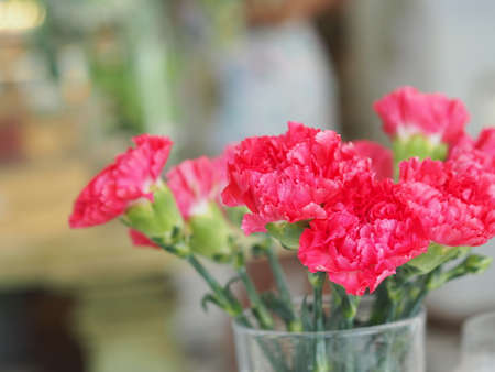 Pink Carnation flower in water glass on the tableの写真素材