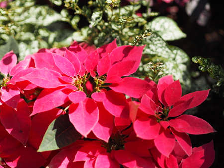 Christmas star, poinsettia green and pink leaves tree blooming in garden nature backgroundの写真素材