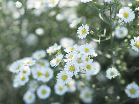 Cutter Aster Flower, Solidago Canadensis, Asteraceae, Biannials white color flowers springtime blooming in garden on blurred of nature backgroundの写真素材