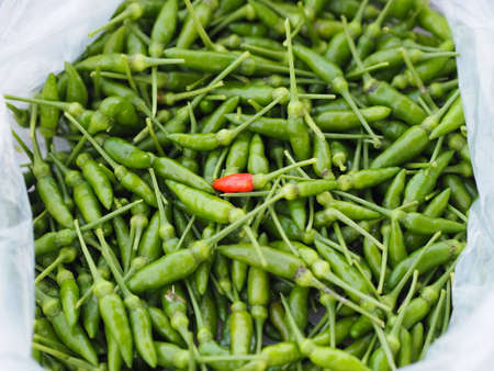 Green and red Thai pepper, Chilli Padi, Capsicum annuum, blooming in garden in plastic bag vegetable foodの写真素材