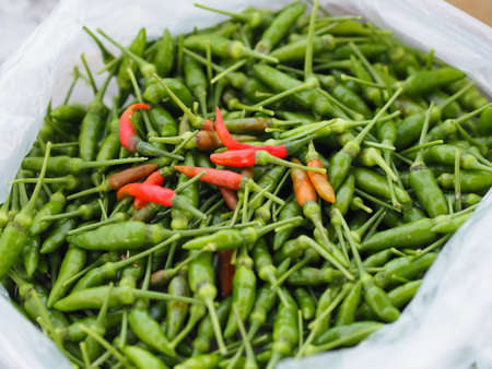 Green and red Thai pepper, Chilli Padi, Capsicum annuum, blooming in garden in plastic bag vegetable...