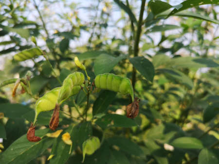 Cajanus canja L Millsp, Common name Pigeonpea belonging to the Leguminosae family or Kadios name The...