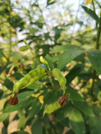 Cajanus canja L Millsp, Common name Pigeonpea belonging to the Leguminosae family or Kadios name The...