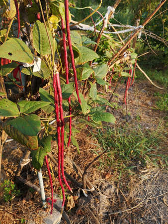 Vigna unguiculata sesquipedalis, Sesquipedalis, Magnoliophyta, Fabaceae, red vegetable Yard long...