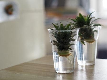 roots of the pineapple sprout, Propagation Planting pineapples in water plastic glasses, Breedingの写真素材