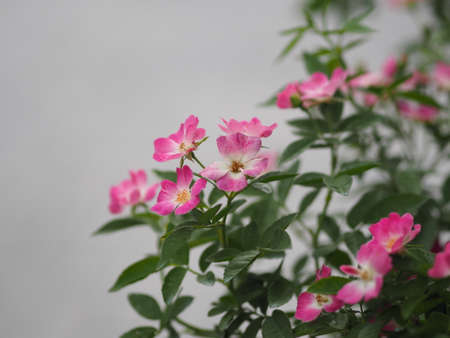 pink color rose flower blooming in garden blurred of nature background