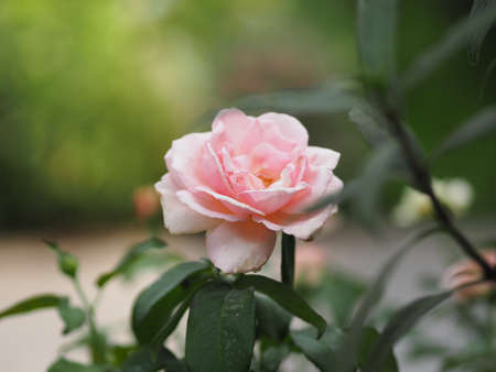 Pink Rose flower blooming in garden blurred of nature background, copy space concept for write text design in front background for banner, card, wallpaper, webpage, greeting card Valentine Dayの写真素材