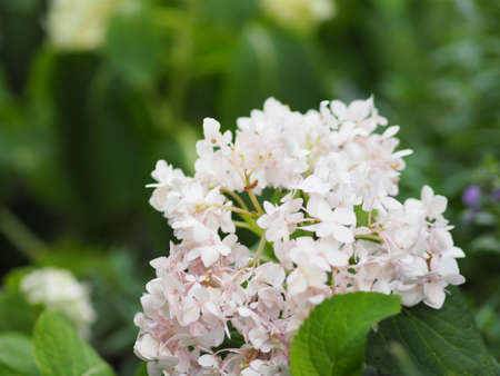 pink color Hydrangea or Ajisai soft green color flower blooming in garden on blurred of nature backgroundの写真素材