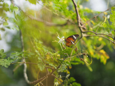 butterfly was drinking nectar next to the wasp flower drumstick tree, insect animalの写真素材