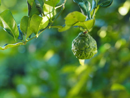 Leaves kaffir lime, Leech Lime Citrus hystrix DC Scientific name rough skin green vegetable on tree...