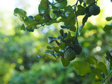 Leaves kaffir lime, Leech Lime Citrus hystrix DC Scientific name rough skin green vegetable on tree in garden nature backgroundの写真素材