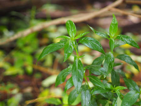 Thai herbs King of Bitter scientific name Andrographis paniculate Burm, Fah Talai john, green...