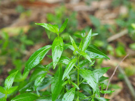 King of bitters scientific name Andrographis paniculata Burm, Wall. Ex Nees, Fah Talai jhon, Thai...