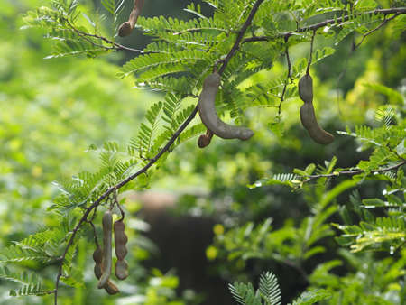 Tamarind sour and sweet fruit blooming in garden on nature background, Fabaceaeの写真素材
