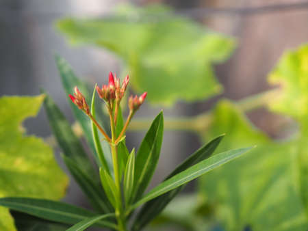 Sweet Oleander, Rose Bay, Nerium oleander name pink flower tree in garden on blurred of nature...