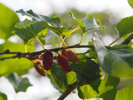 Mulberry fruit blooming on tree in garden on blurred of nature backgroundの写真素材