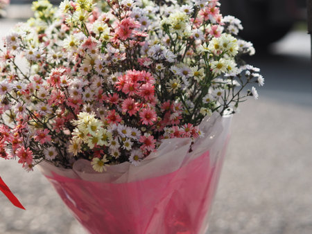 Cutter Aster Flower, Solidago Canadensis, Asteraceae, Biannials white color flowers a bouquet of flowers backgroundの写真素材