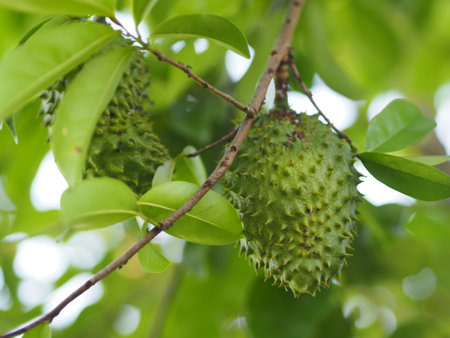 Soursop Durian sweet fruit with sharp bark Fleshの写真素材