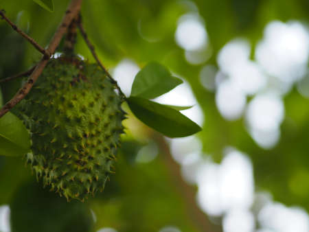 Soursop Durian sweet fruit with sharp bark Fleshの写真素材
