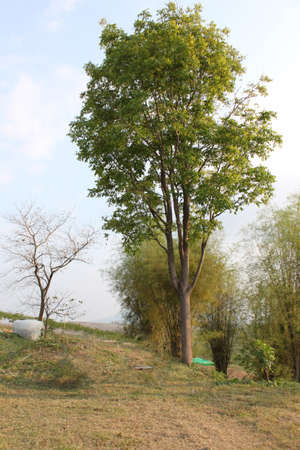 trunk large tree rough surface texture background nature plant bush bamboo grass with white cloud...