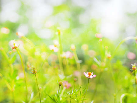 Blurred Pink color flower, sulfur Cosmos, Mexican Aster flowers are blooming beautifully springtime...