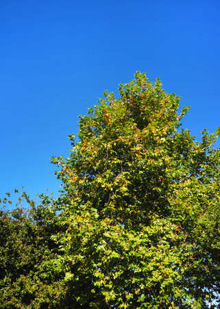 bush tree texture nature green leaves background Bark trunk rough surface texture plant and white...