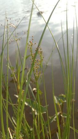 Grass on the bank of the river, closeup of photoの写真素材