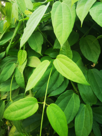 Green leaves background. Green leaves background. Green leaves background. Green leaves background.