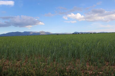meadow of barley with saw in the backgroundの写真素材