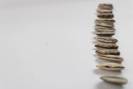 sunflower seeds isolated on whiteの写真素材