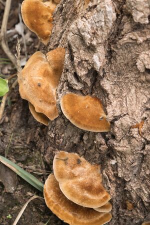 Rows of Laetiporus sulphureus, also known as forest crab, sulfur polymers, sulfur platform or forest chicken, an edible fungus that grows next to a tree.の写真素材