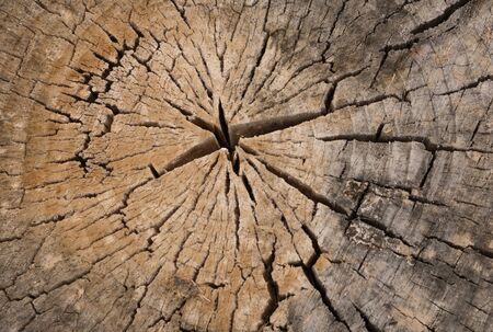 A unique old, worn, weathered section of wood with cracked rings and amazing detailed texture great for backgroundsの写真素材